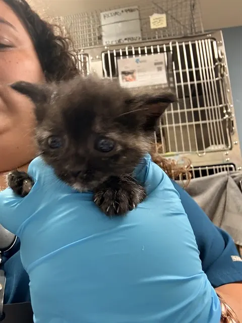 Adoptable Cat