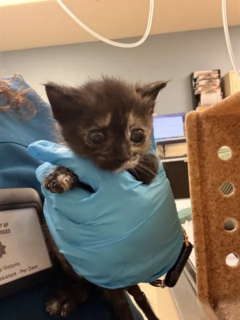 Adoptable Cat