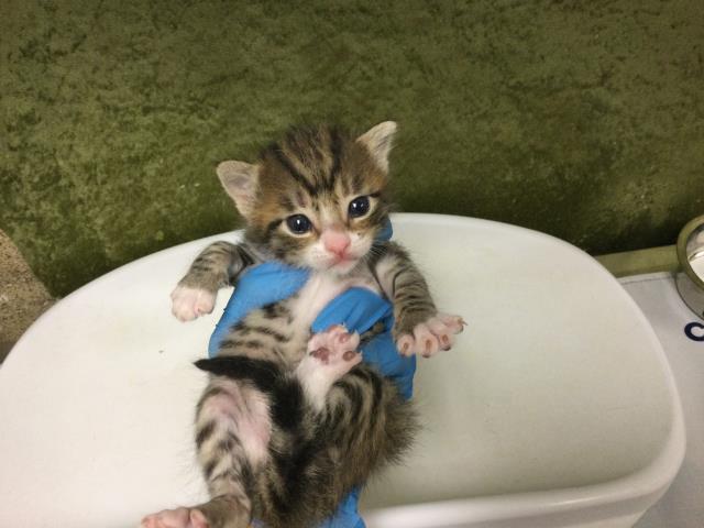 Adoptable Cat