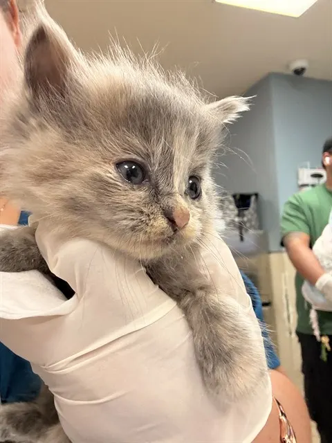 Sabrina