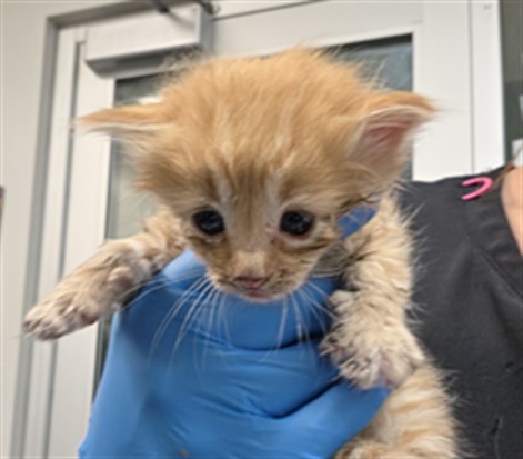 Adoptable Cat