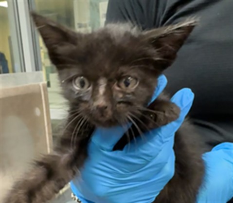 Adoptable Cat