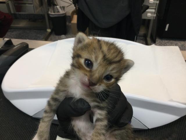 Adoptable Cat
