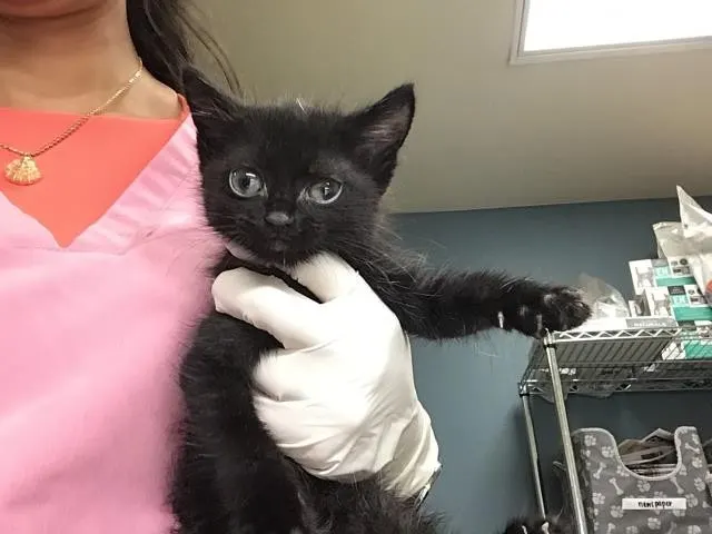 Juno