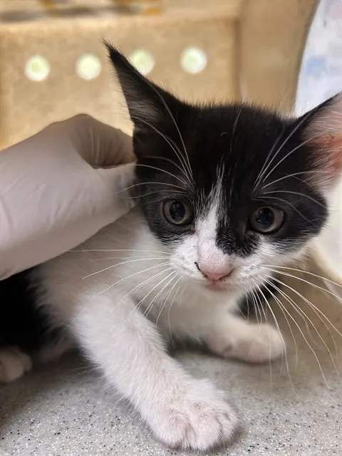 Mini Moo