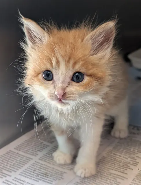 Rusty