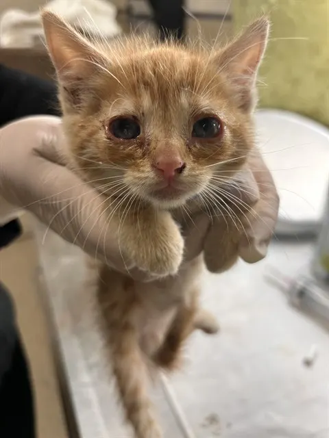 Canelo