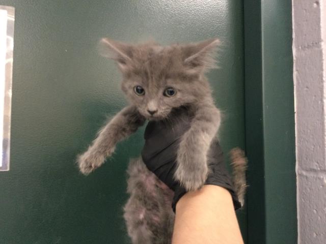 Adoptable Cat