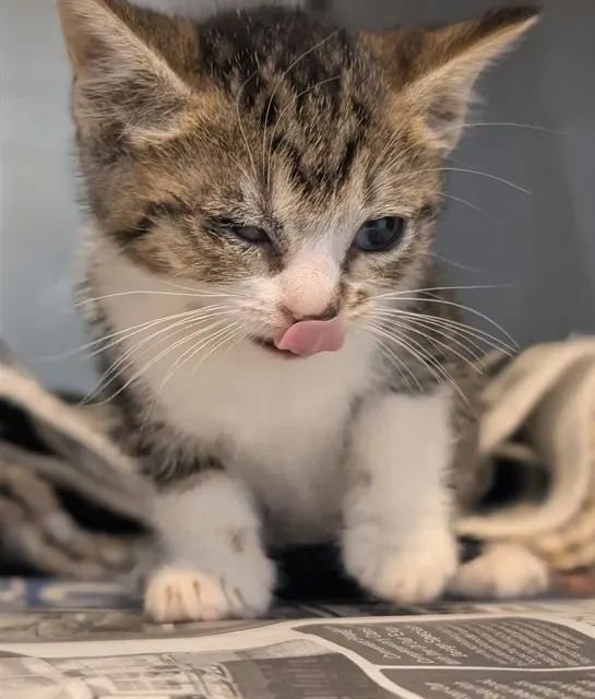Nala