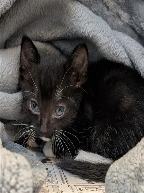 Domino