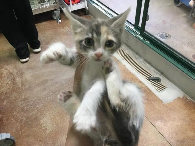 Adoptable Cat