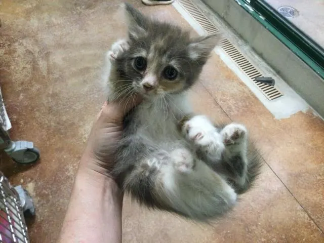Adoptable Cat