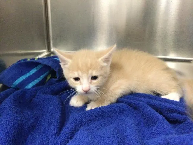 Adoptable Cat