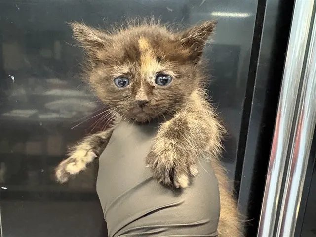 Adoptable Cat
