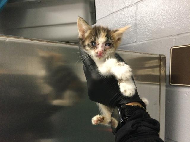 Adoptable Cat