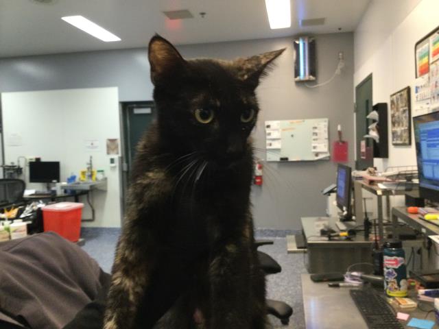 Adoptable Cat