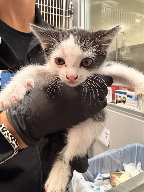 Adoptable Cat