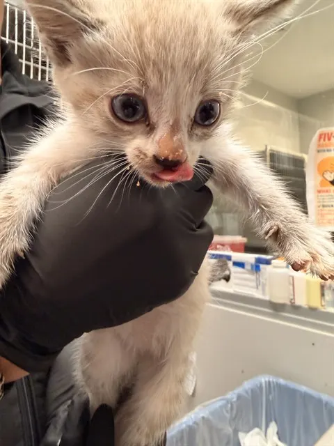 Adoptable Cat