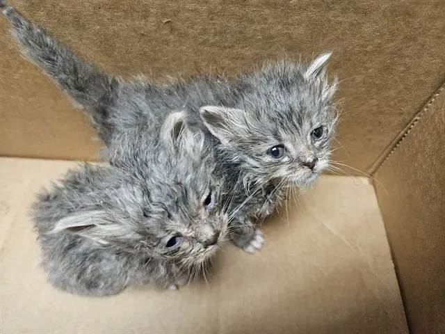 Adoptable Cat