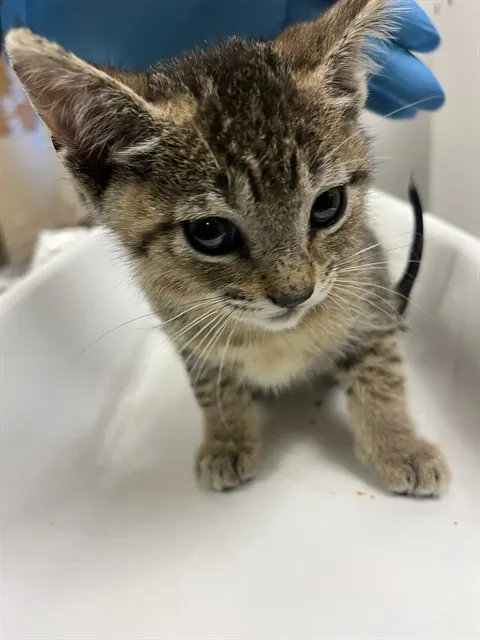 Adoptable Cat
