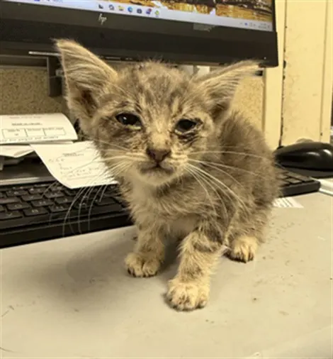 Adoptable Cat