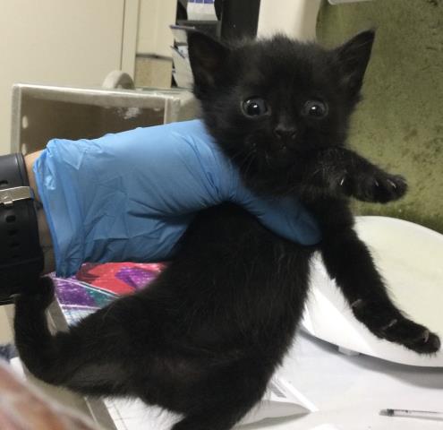 Adoptable Cat