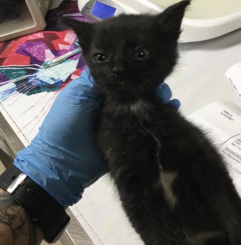 Adoptable Cat
