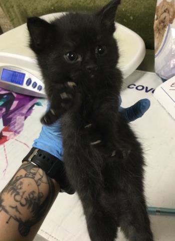 Adoptable Cat