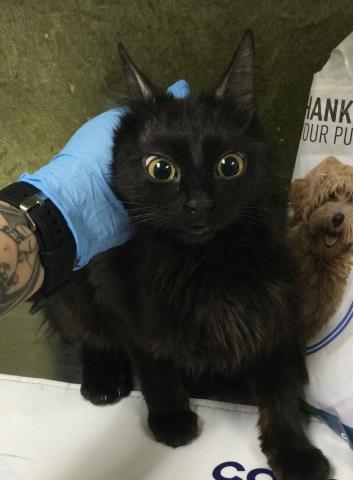 Adoptable Cat