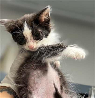 Adoptable Cat