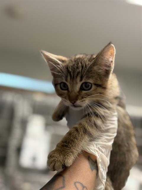 Adoptable Cat