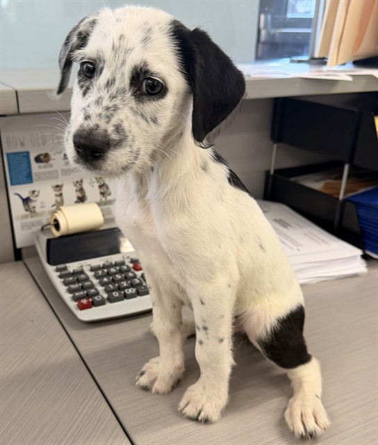 Adoptable Dog