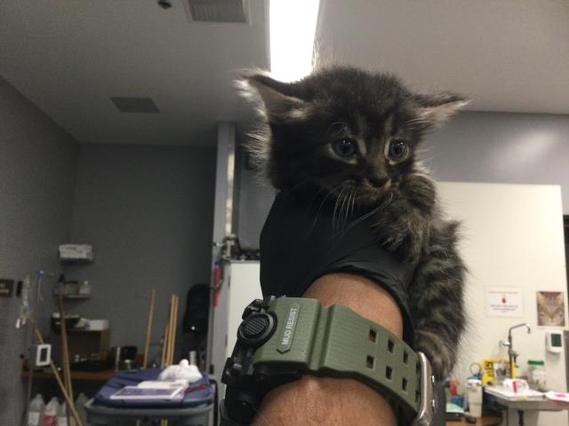 Adoptable Cat