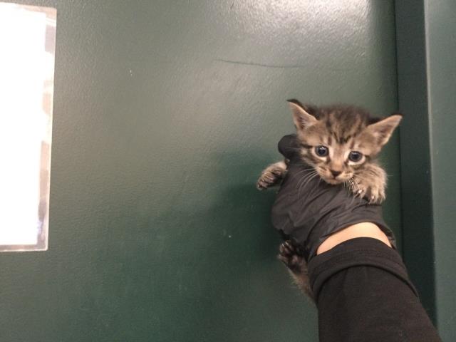 Adoptable Cat