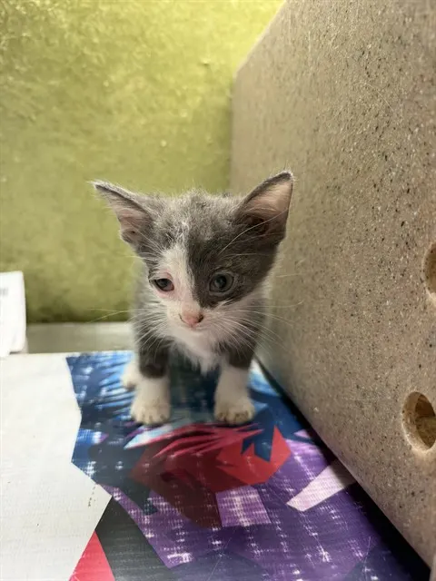Leo