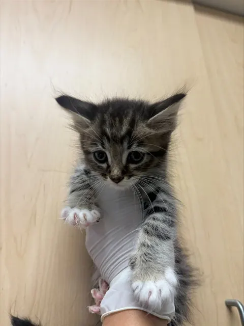 Huey