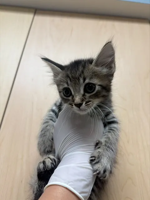 Louie