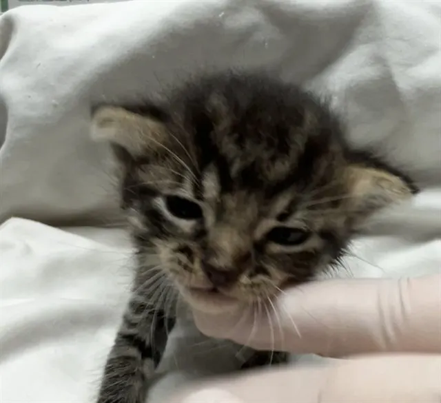 Adoptable Cat