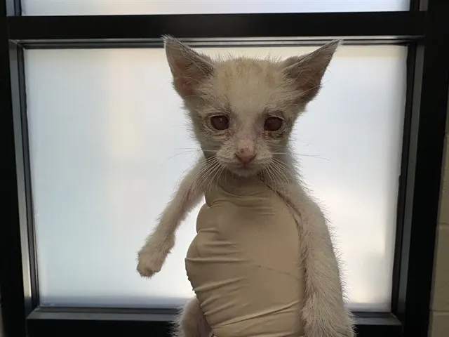 Adoptable Cat