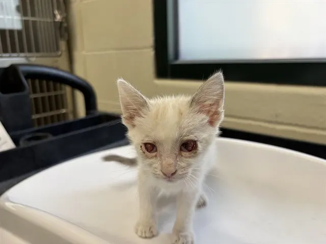 Adoptable Cat