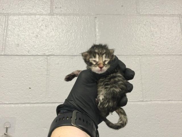 Adoptable Cat