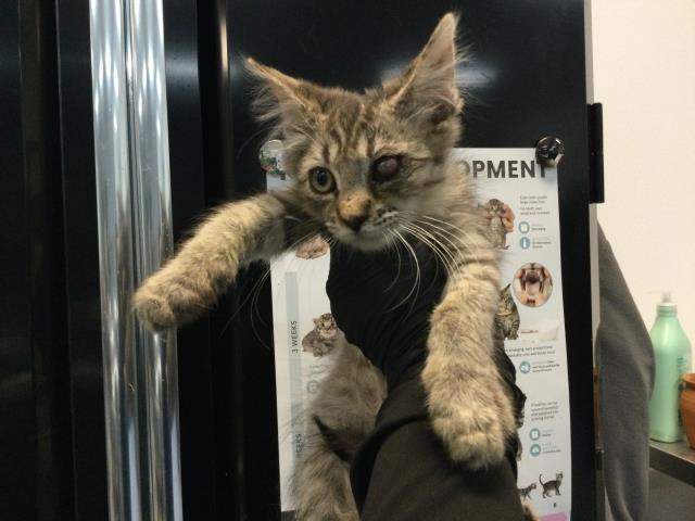 Adoptable Cat