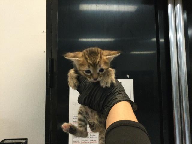 Adoptable Cat