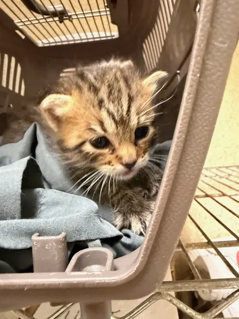 Adoptable Cat