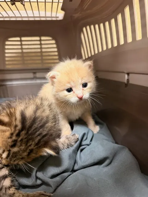 Adoptable Cat