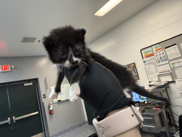 Adoptable Cat