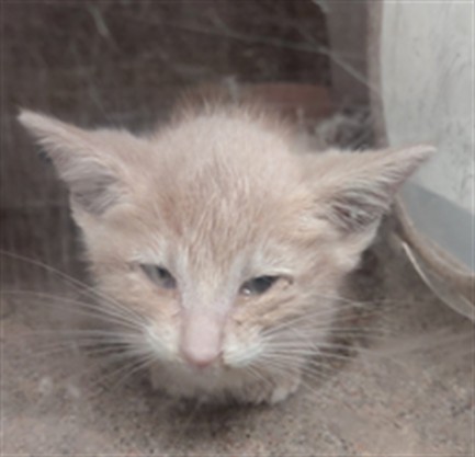 Adoptable Cat