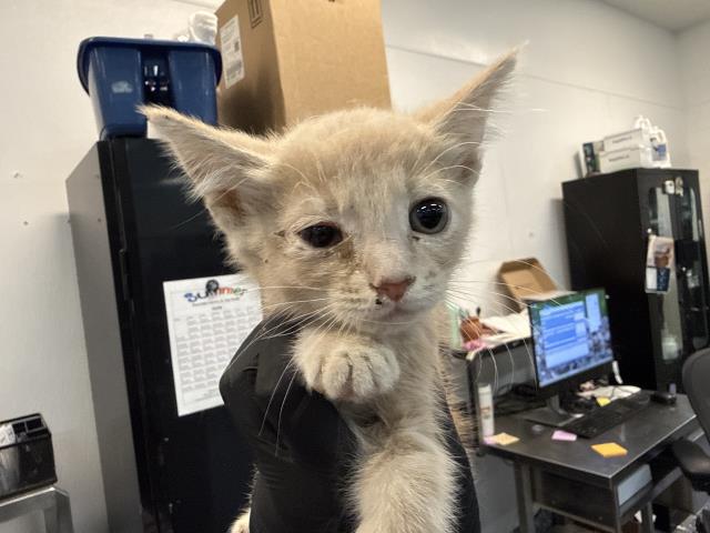 Adoptable Cat