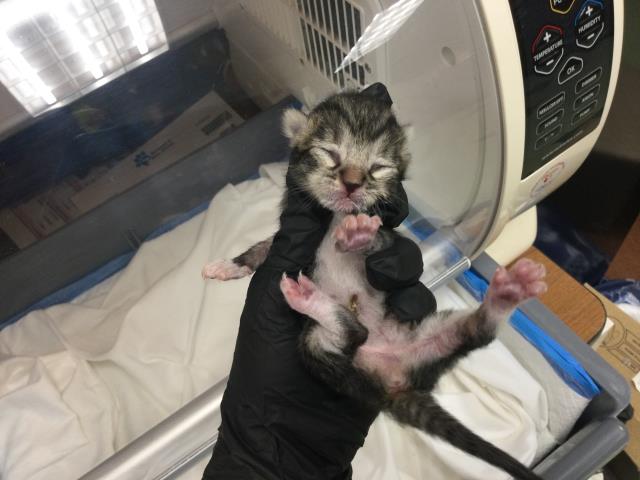 Adoptable Cat