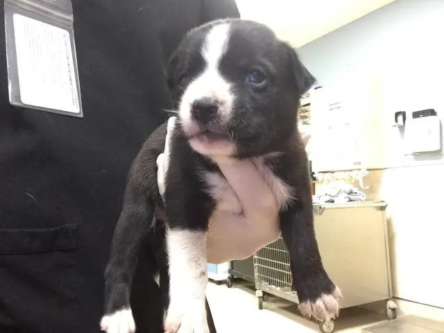 Dodger